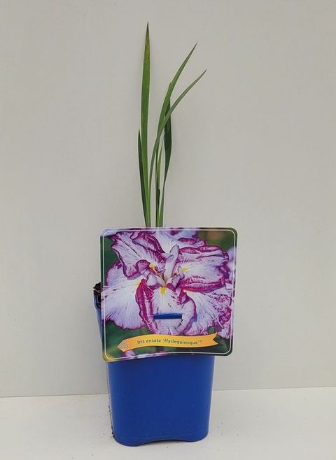 Iris ensata 'Harlequinesque'