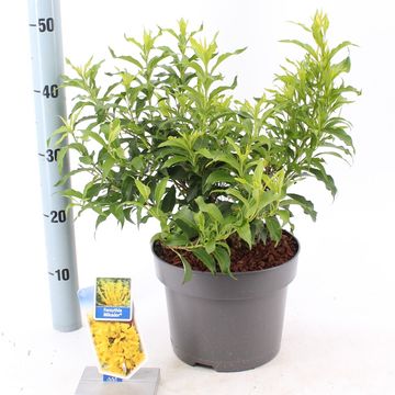 Forsythia x intermedia MIKADOR