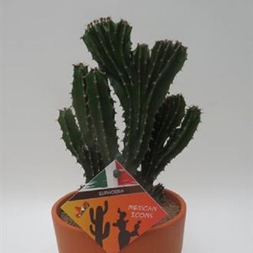 Euphorbia triangularis cristata