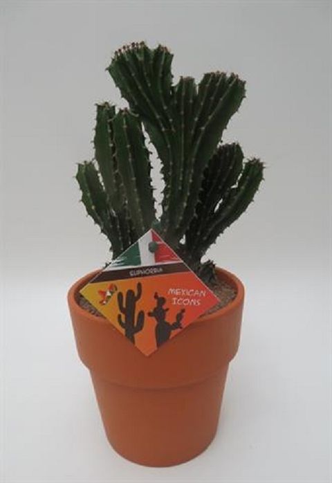 Euphorbia triangularis cristata