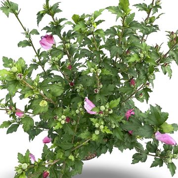 Hibiscus syriacus 'Woodbridge'