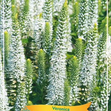 Veronica spicata SNOW CANDLES