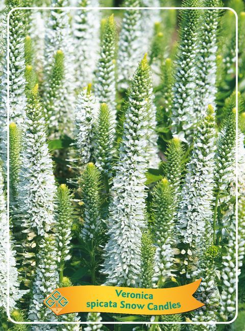 Veronica spicata SNOW CANDLES