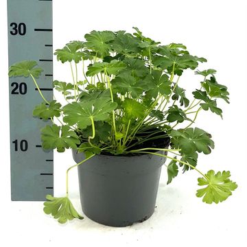 Geranium x cantabrigiense 'St Ola'