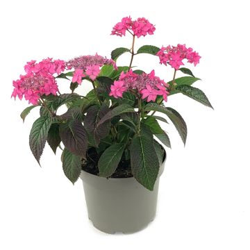 Hydrangea serrata MORNING GLORY