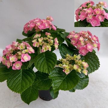 Hydrangea macrophylla HOVARIA SUPERSTARS PINK