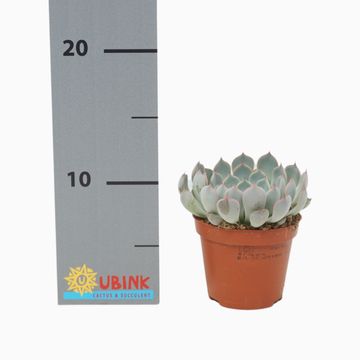 Echeveria cuspidata 'Texensis'