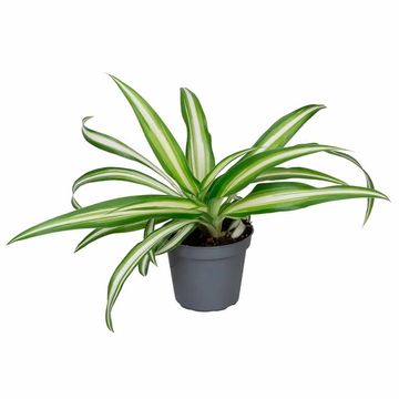 Chlorophytum comosum 'Вариегатум'