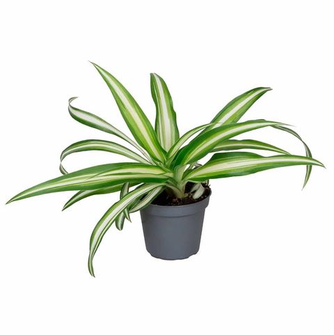 Chlorophytum comosum 'Вариегатум'