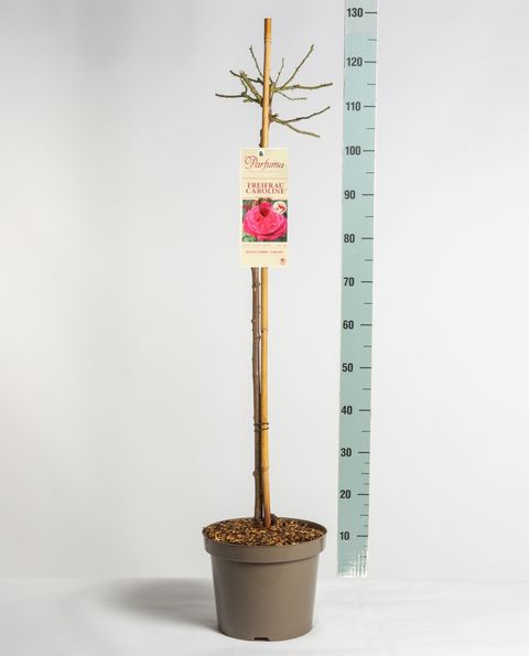 Rosa FREIFRAU CAROLINE