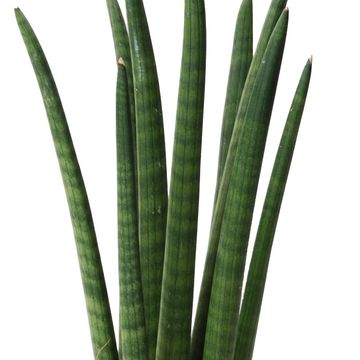 Sansevieria cylindrica 'Spaghetti'