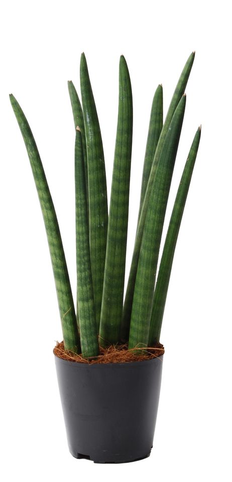 Sansevieria cylindrica 'Spaghetti'