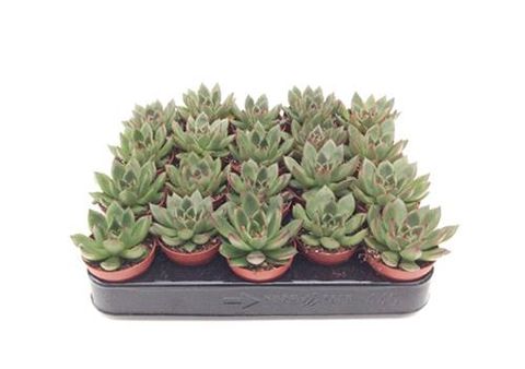 Echeveria agavoides 'Red Tip'