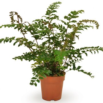 Didymochlaena truncatula