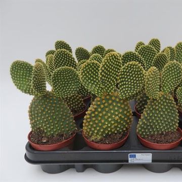 Opuntia microdasys pallida