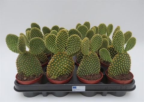 Opuntia microdasys pallida