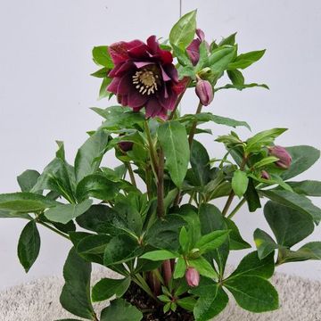 Helleborus orientalis VIV LUISA