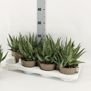 Aloe variegata