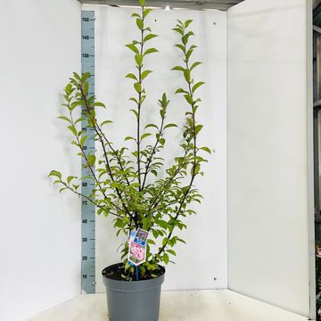 Viburnum farreri