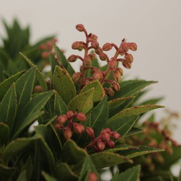 Pieris japonica 'Prelude'