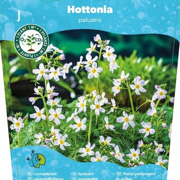 Hottonia palustris