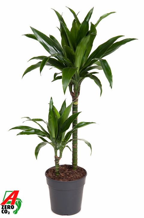 Dracaena fragrans 'Janet Craig'