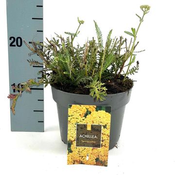 Achillea millefolium MILLY ROCK YELLOW TERRACOTTA