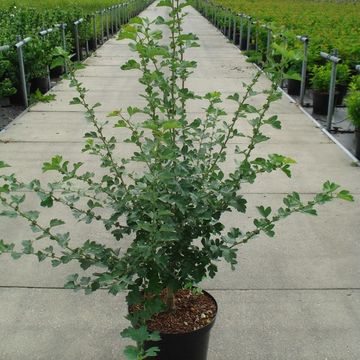 Crataegus x media 'Paul's Scarlet'