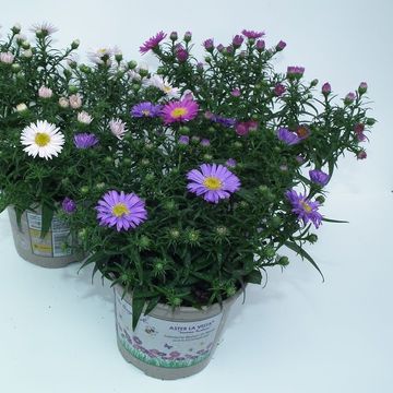 Aster 'La Vista'