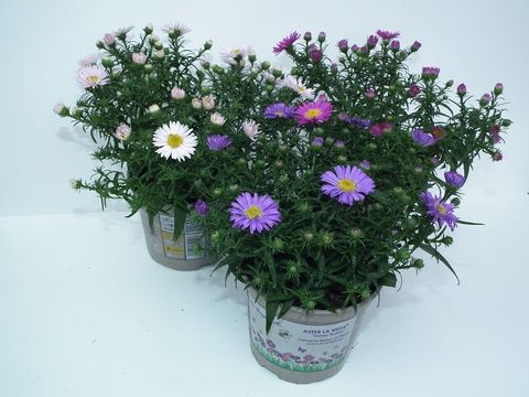 Aster 'La Vista'