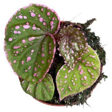 Begonia sp. Muara Wahau