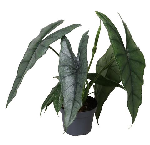 Alocasia heterophylla 'Dragon's Breath'