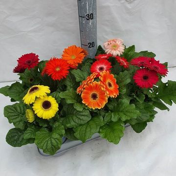 Gerbera SUNDAYZ MIX