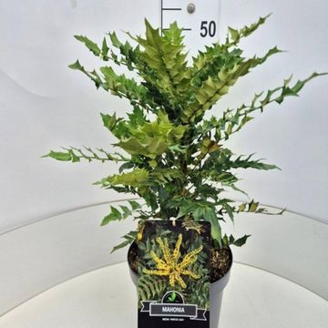 Mahonia x media 'Winter Sun'