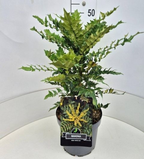 Mahonia x media 'Winter Sun'