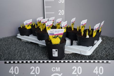 Tulipa 'Yellow Baby'