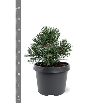 Pinus mugo 'Green Pearl'