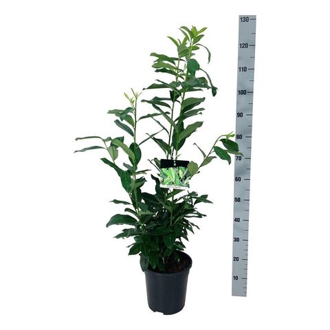 Prunus laurocerasus GENOLIA