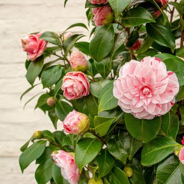 Camellia japonica 'Bonomiana'