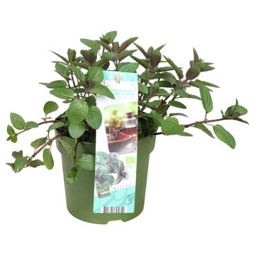 Mentha x piperita 'Chocolate Intense'