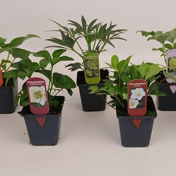 Гелеборус MIX