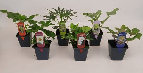 Helleborus MIX