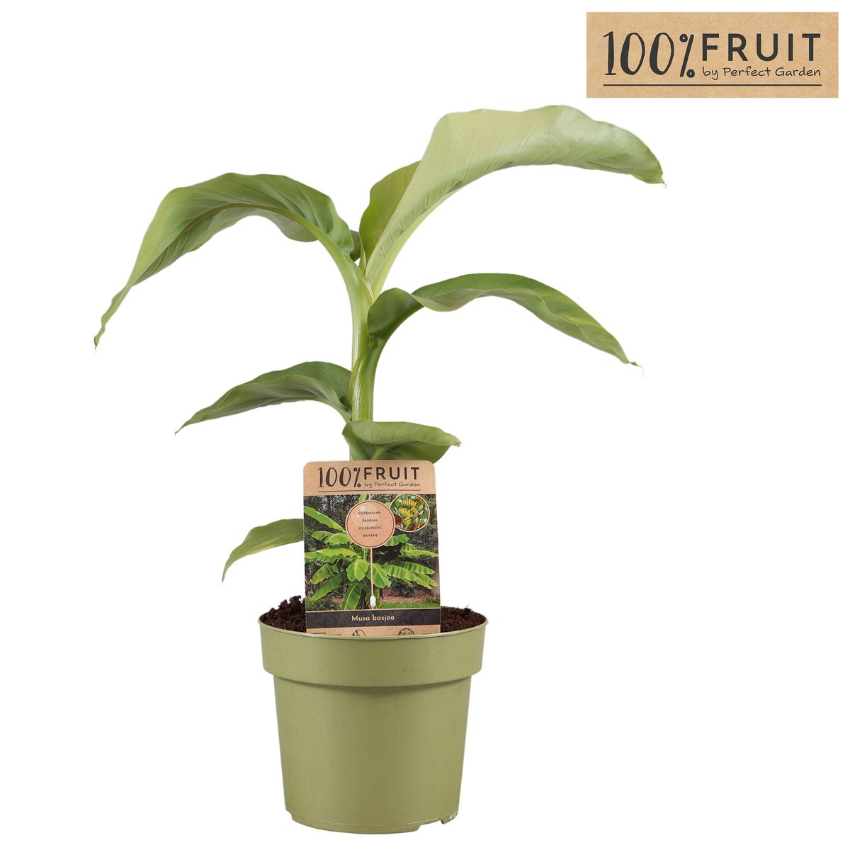 Musa Basjoo Plant Wholesale Floraccess