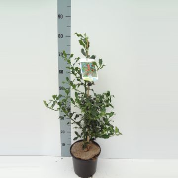 Ilex aquifolium 'Alaska'