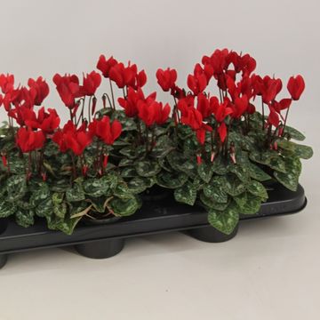 Cyclamen persicum WINFALL SCARLET