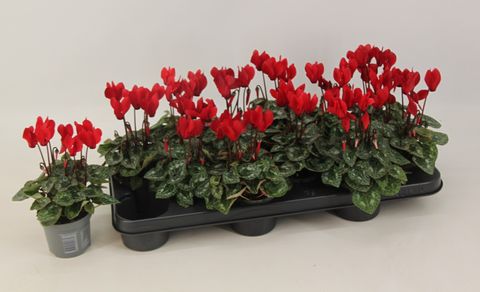 Cyclamen persicum WINFALL SCARLET