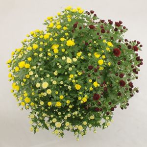 Chrysanthemum JASODA MIX IN POT