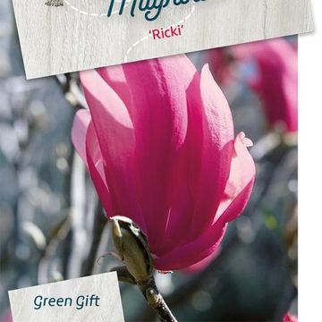 Magnolia 'Ricki'