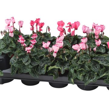 Cyclamen persicum METIS VICTORIA FUCHSIA