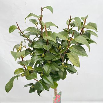 Camellia reticulata 'Mary Williams'